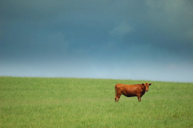 vache-viande-halal-sarkozy-cc-E-Amorim-flickr