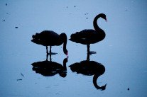 Avis de tempête: les cygnes noirs sont de sortie