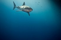 Colères d’Arabie&nbsp;: le logiciel espion