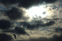 Apocalypse birds: le ciel va-t-il nous tomber sur la tête?